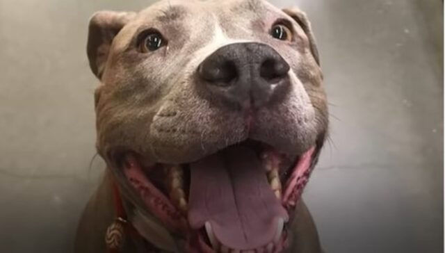 Sei splendidi Pit Bull conducono insieme una vita meravigliosa; la loro storia (VIDEO)