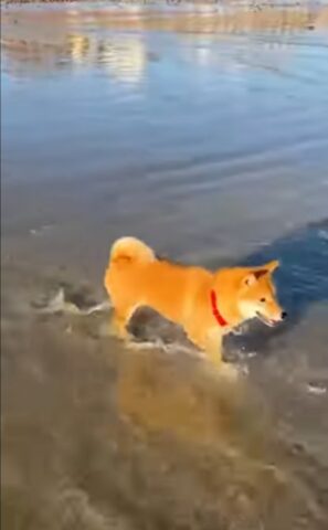 Cucciolo di Shiba inu va in spiaggia per la prima volta (VIDEO)