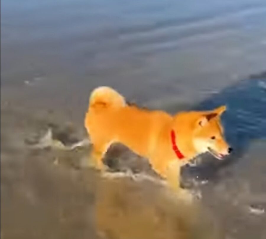 cucciolo shiba inu