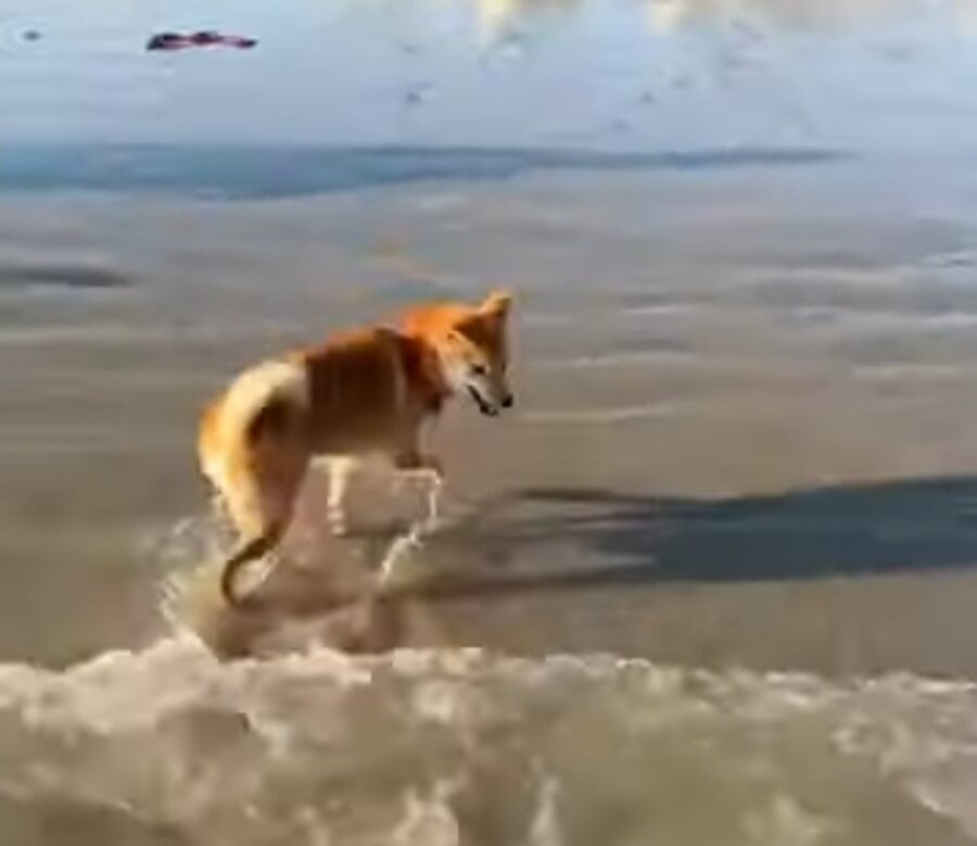 shiba inu cucciolo