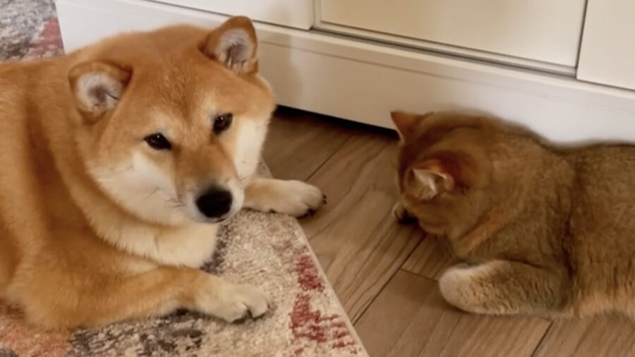 shiba inu non riceve il suo snack e il suo sguardo parla chiaro