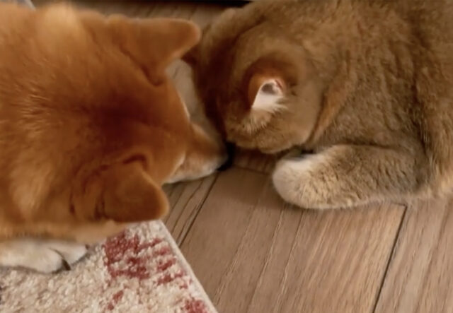 Shiba Inu non riceve il suo snack, la reazione inaspettata (VIDEO)