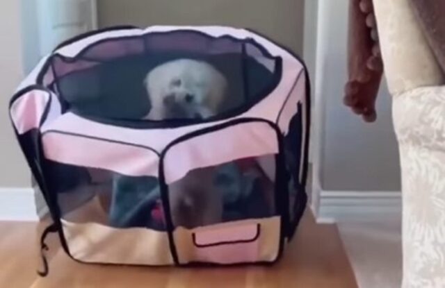 Il simpatico cagnolino si fa strada in casa nonostante sia stato chiuso in un box (VIDEO)