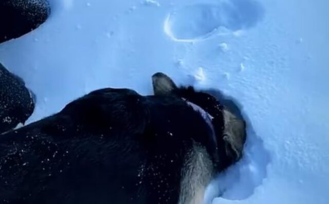 Il simpatico cagnolone vuole imitare il padrone in tutto quello che fa, anche sulla neve (VIDEO)