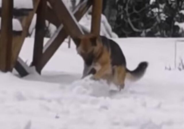 Il simpatico cagnolone gioca con la neve per creare un pupazzo di neve (VIDEO)