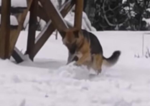 Il simpatico cagnolone gioca con la neve per creare un pupazzo di neve (VIDEO)
