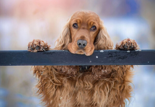 5 spazzole per il cane Cocker, le migliori per un pelo lucente