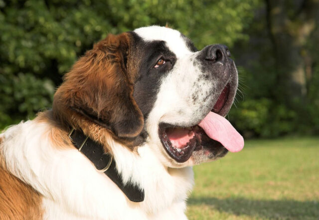 5 spazzole per il cane San Bernardo, le migliori per il suo manto soffice