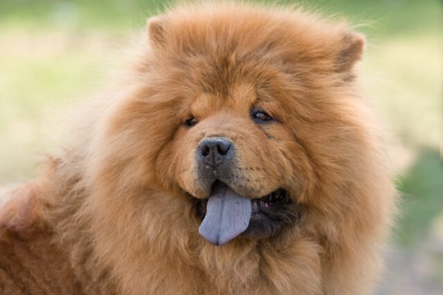 5 spazzole per il cane Chow Chow, le più efficaci per il pelo di Fido