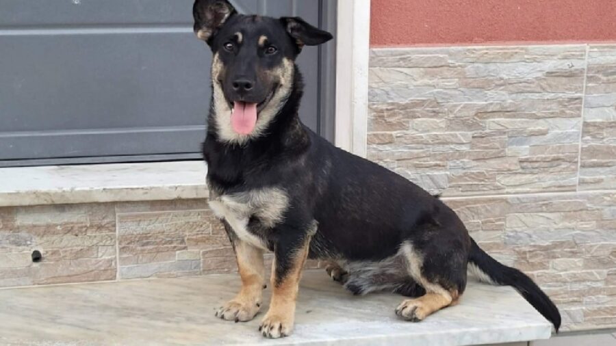 rocky cagnolino meticcio