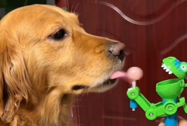 Ecco il tenero cagnolone alle prese con un giochino davvero particolare (VIDEO)
