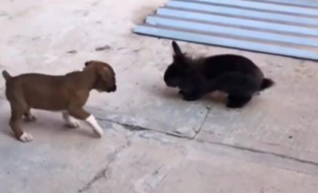 Il tenero cucciolo crede di essere un coniglio e lo dimostra in questa scena (VIDEO)