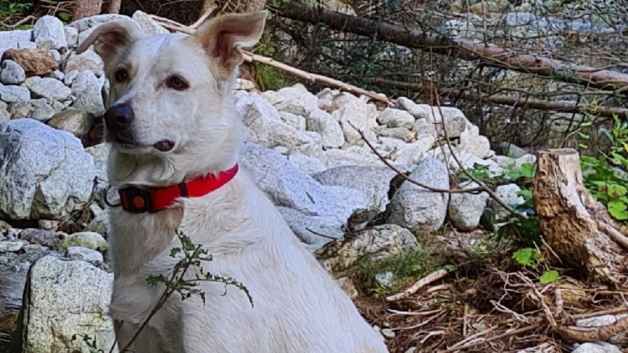 cane bianco pelo corto