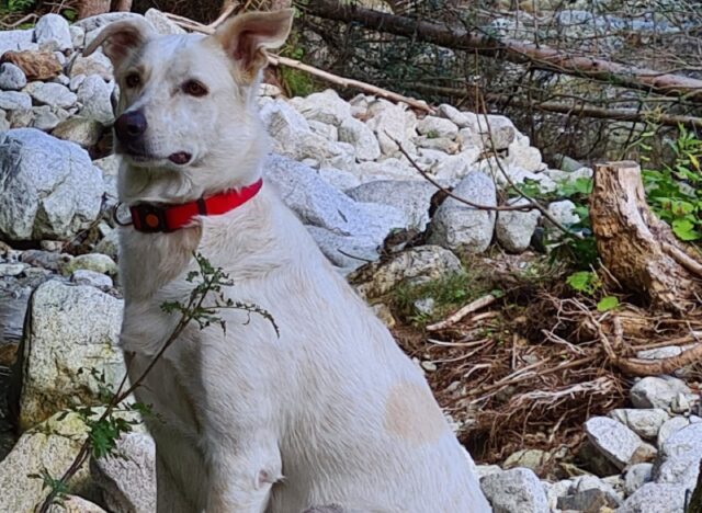 Vezza d’Oglio, si segnala lo smarrimento di Diana, la cagnolina di 3 anni è diffidente e schiva