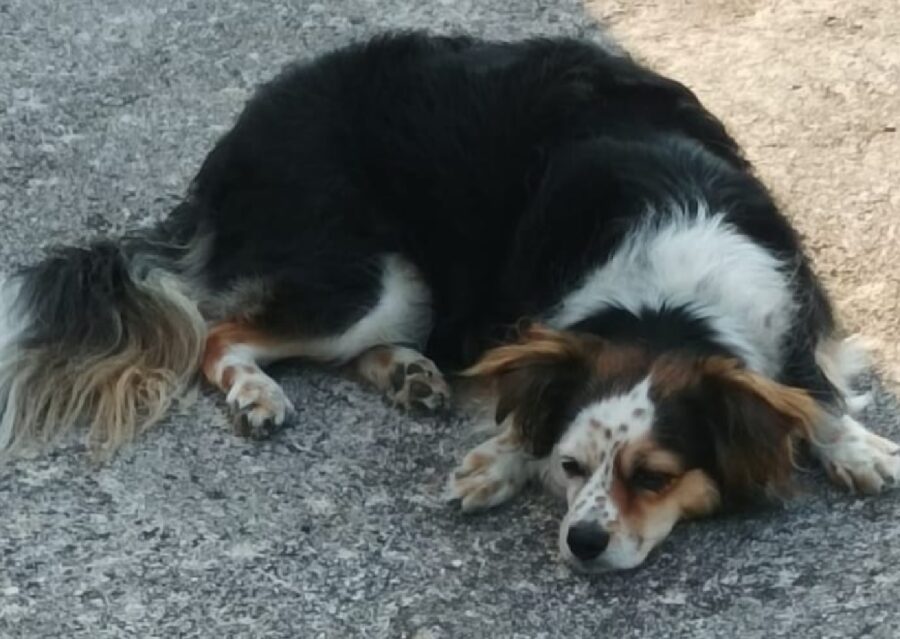 cagnolina viola stesa per terra