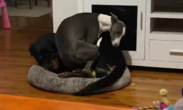 Il cane cerca di sistemarsi nella sua cuccia, peccato che sia già occupata (VIDEO)