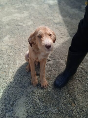 Agostino, il cagnolino abbandonato è alla ricerca di un’adozione del cuore