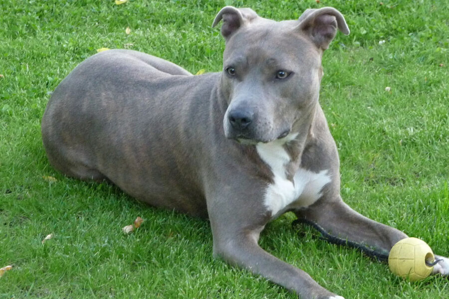 cane Amstaff Blue con pallina