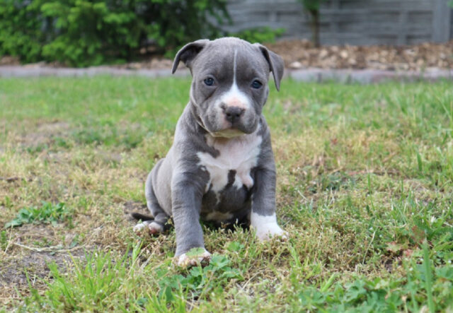 Amstaff Blue: caratteristiche, foto, cura del pelo e consigli