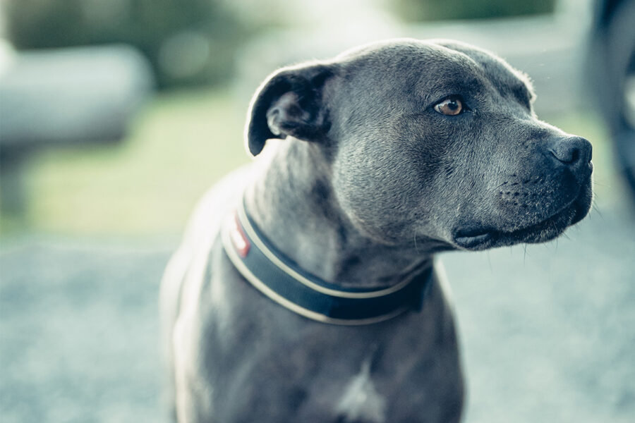 cane Amstaff Blue carattere