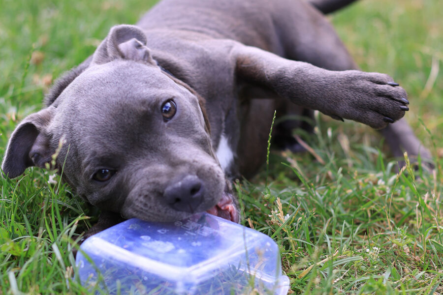 cucciolo di cane Amstaff Blue che gioca