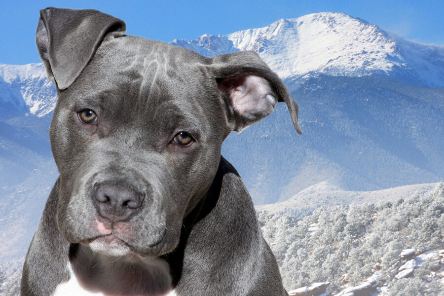 cane Amstaff Blue in montagna