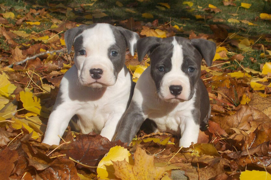 cuccioli di cane Amstaff Blue fra le foglie