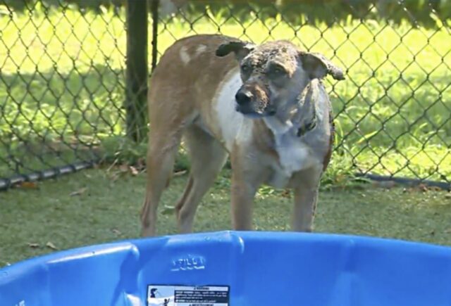 Annie, la cagnolona trovata per strada con ustioni di secondo grado