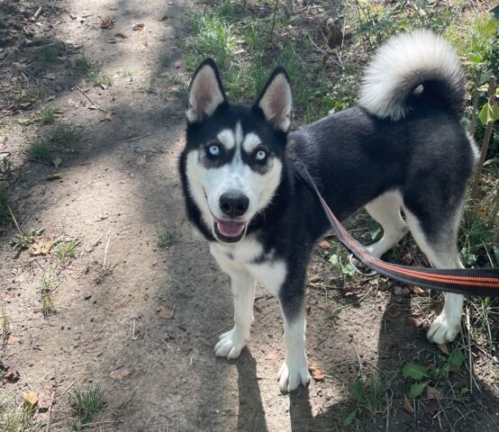 Azzurra ha bisogno di noi: Husky dagli occhi di ghiaccio cerca casa