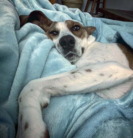 Bailey, la cagnolona paralizzata che aveva paura degli umani