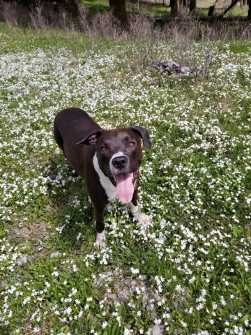 Bane, il Pitbull che ha salvato la sua umana da un orso