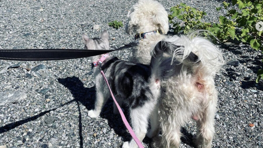 cane Barboncino e gattino in spiaggia