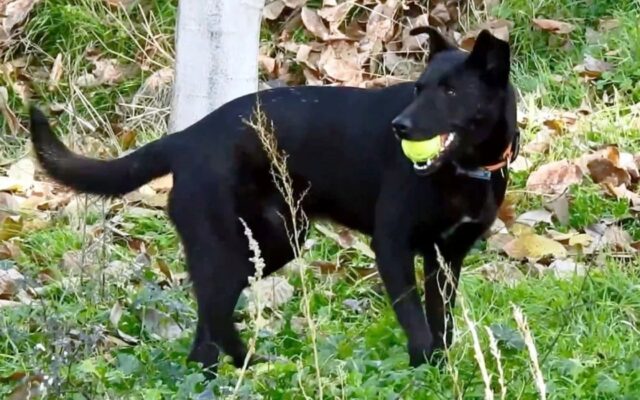 Billy, il cane randagio che era diventato pelle e ossa