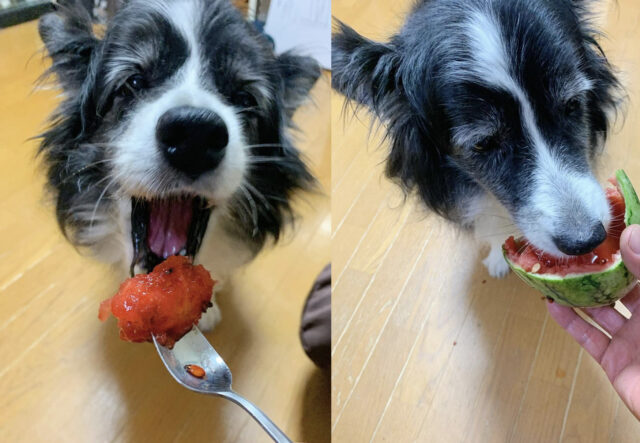 Border Collie mangia l’anguria in modo buffo