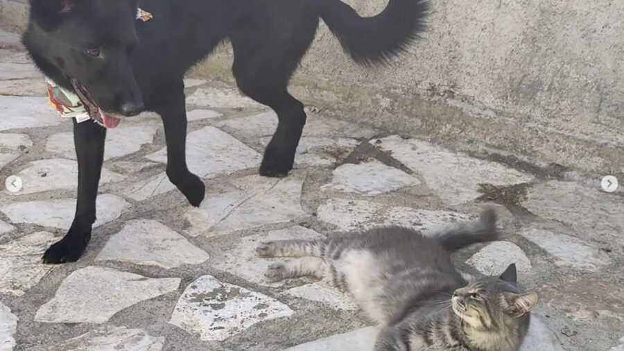 Border Collie stringe amicizia durante le vacanze con gatto tigrato