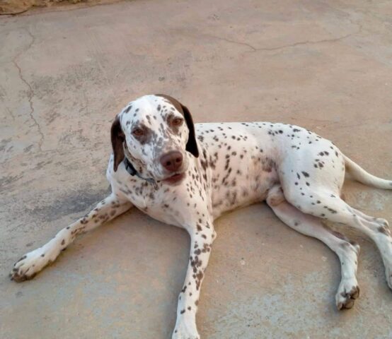 Bruno pronto alla conquista: Dalmata di 4 anni cerca una nuova adozione