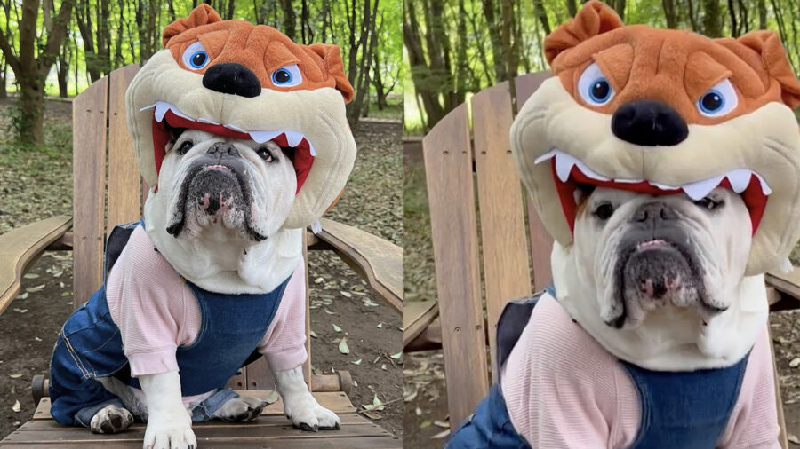 Bulldog inglese travestito da cane cattivo fa sorridere