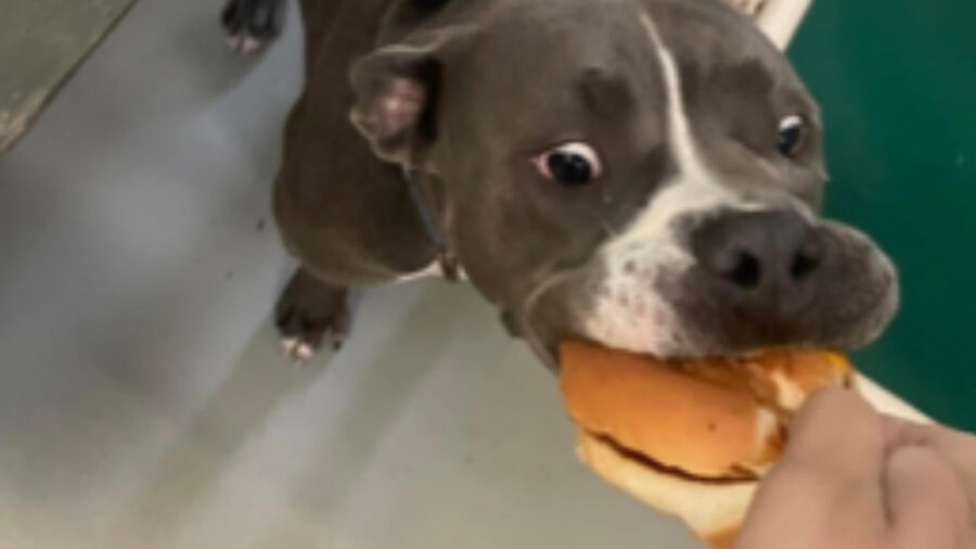 Cani ricevono hamburger