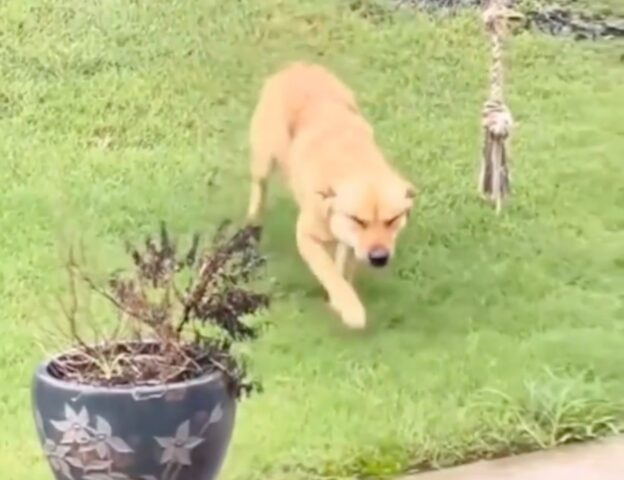 Cagnolino non vedeva l’ora di uscire ma appena è uscito fuori ha subito cambiato idea (VIDEO)