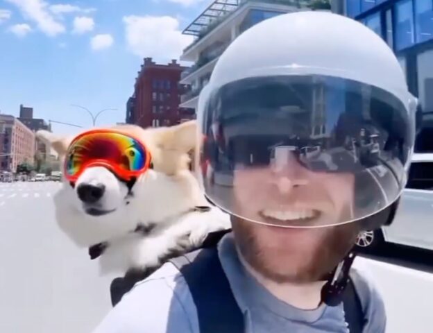 Cagnolino viene portato sul motorino in modo davvero buffo