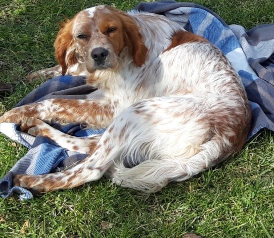 Candy, piccola Setter è pronta a donarvi tutto il suo amore attraverso una donazione