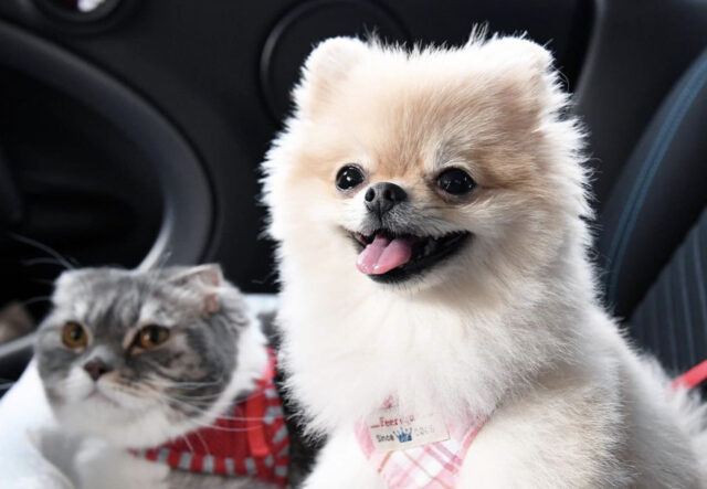 Cane Pomerania fa un giro in macchina con il suo amico gatto