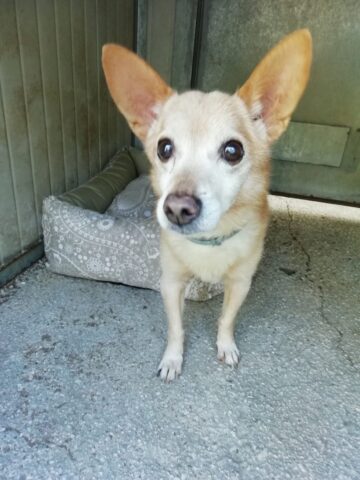 Cane abbandonato dopo 16 anni di vita in casa cerca una nuova famiglia