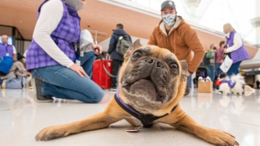 Cagnolino all’aeroporto