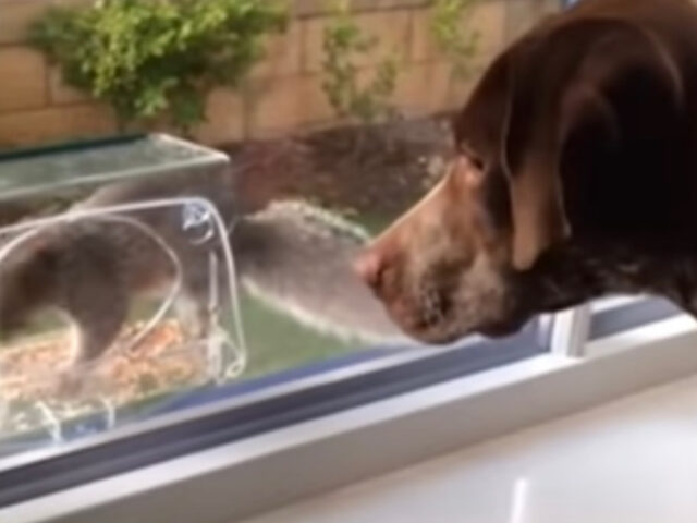 Cane e scoiattolo cercano di fare amicizia tramite la finestra