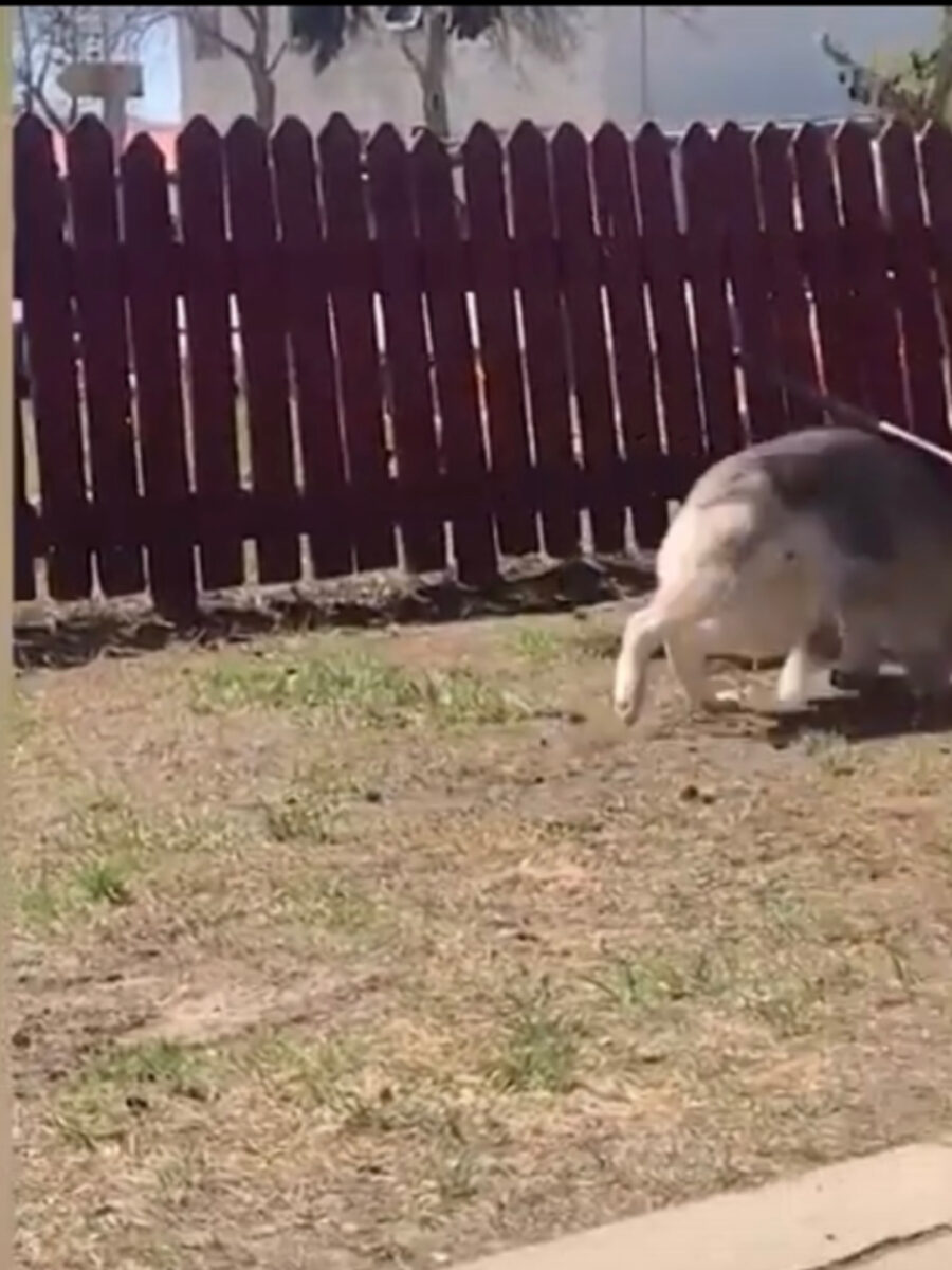 Cane cade per la coda che morde