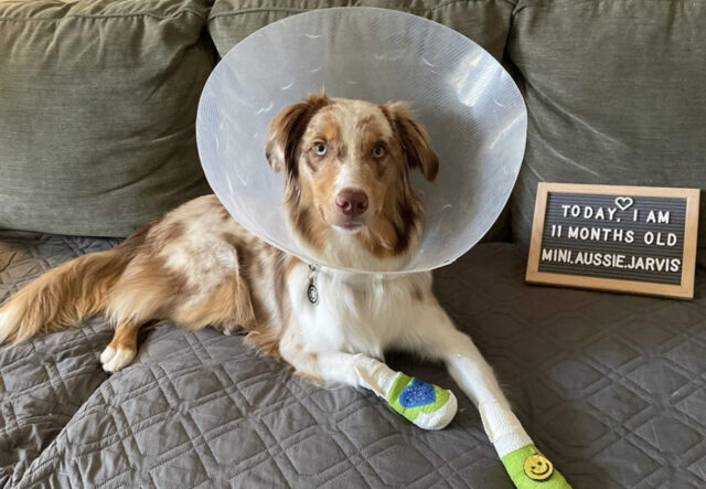 Cane da Pastore Australiano in convalescenza festeggia il compleanno