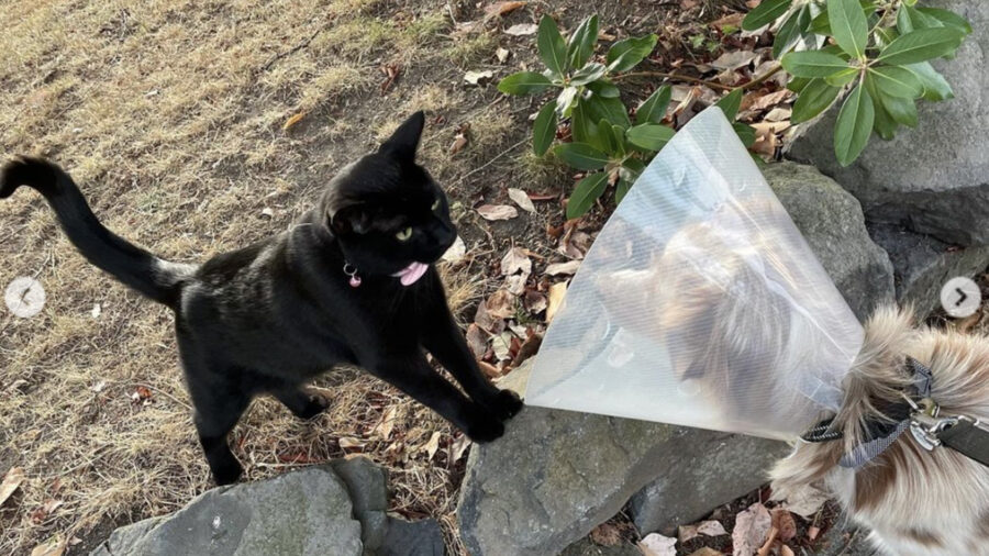 Cane da Pastore Australiano in convalescenza ha un amico gatto