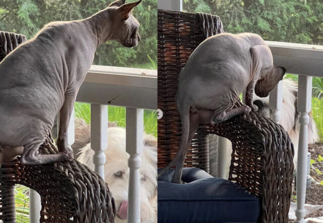 Cane da Pastore Catalano diventa amico di un gatto al balcone