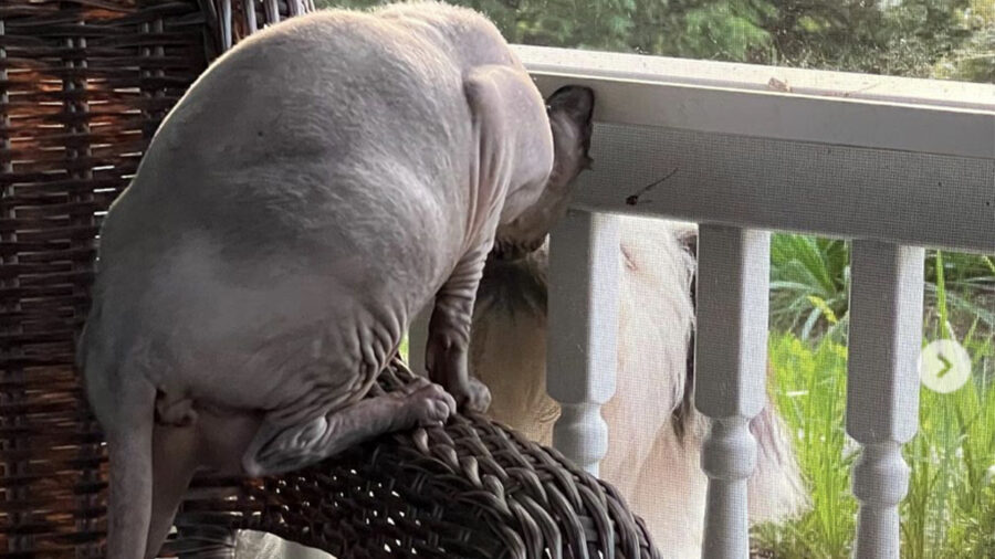 Cane da Pastore Catalano diventa amico di un gatto su poltrona